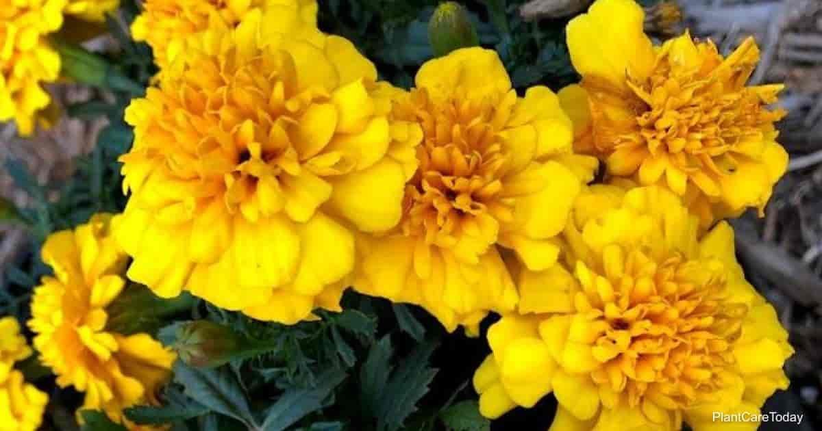 lhf 54315 marigold companion plants t1 min