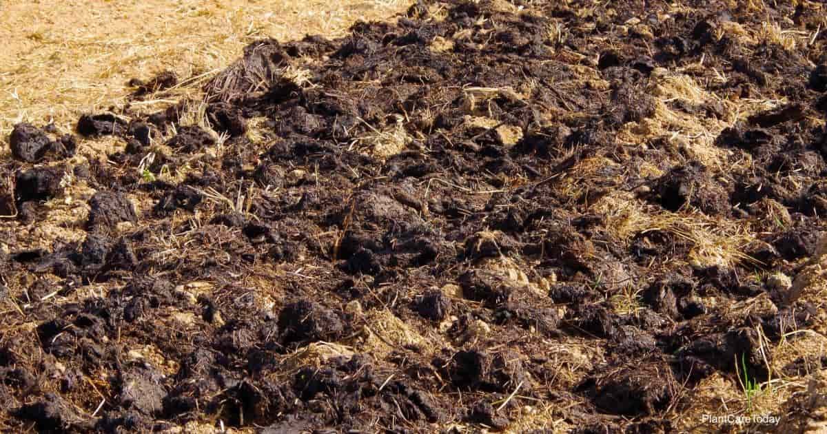 lhf 55489 cow manure compost t1 min